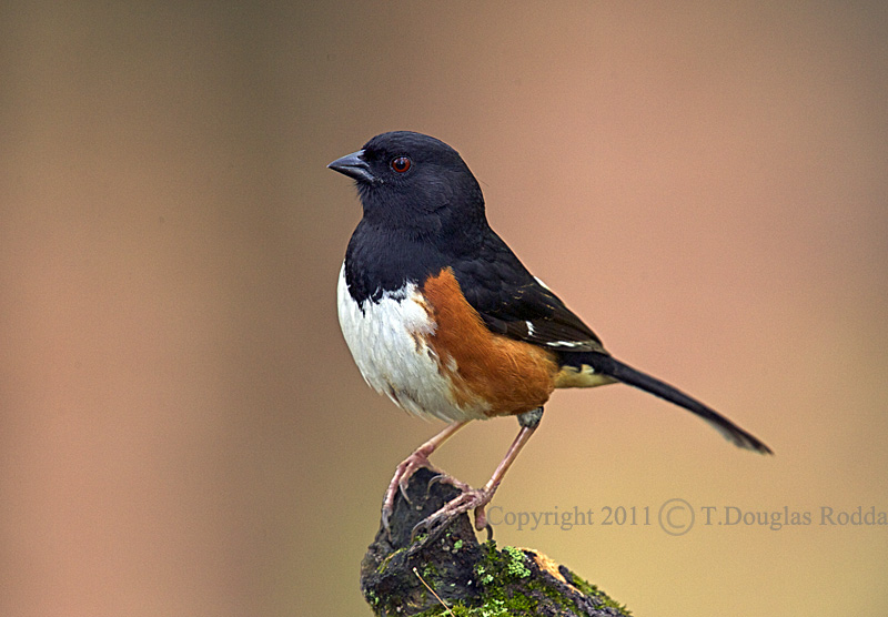 Towhee Eastern